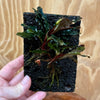 Scapeshop.com.au One Only Bucephalandra Lava Tiles - ONE ONLY - Piece 5 Bucephalandra Lava Tiles - ONE ONLY - Piece 5 Scapeshop Australia