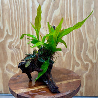 Scapeshop.com.au One Only Bucephalandra & Microsorum 'Indo'(Java Fern) Driftwood Creation - One Only - A Bucephalandra & Microsorum 'Indo'(Java Fern) Driftwood Creation - One Only - A