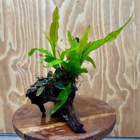 Scapeshop.com.au One Only Bucephalandra & Microsorum 'Indo'(Java Fern) Driftwood Creation - One Only - A Bucephalandra & Microsorum 'Indo'(Java Fern) Driftwood Creation - One Only - A
