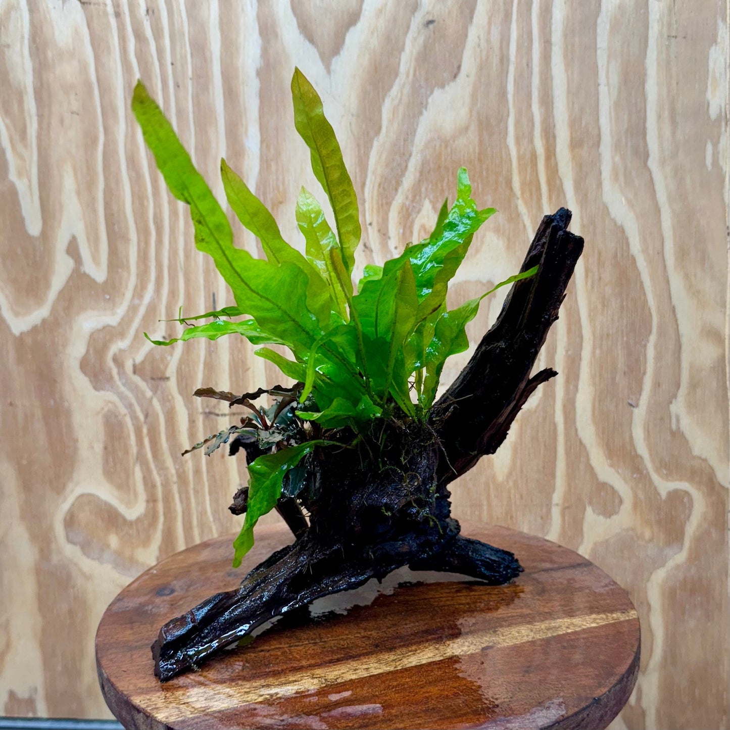 Scapeshop.com.au One Only Bucephalandra & Microsorum 'Indo'(Java Fern) Driftwood Creation - One Only - A Bucephalandra & Microsorum 'Indo'(Java Fern) Driftwood Creation - One Only - A
