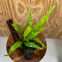 Scapeshop.com.au One Only Bucephalandra & Microsorum 'Indo'(Java Fern) Driftwood Creation - One Only - A Bucephalandra & Microsorum 'Indo'(Java Fern) Driftwood Creation - One Only - A