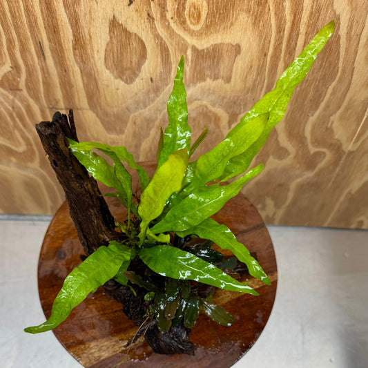 Scapeshop.com.au One Only Bucephalandra & Microsorum 'Indo'(Java Fern) Driftwood Creation - One Only - A Bucephalandra & Microsorum 'Indo'(Java Fern) Driftwood Creation - One Only - A