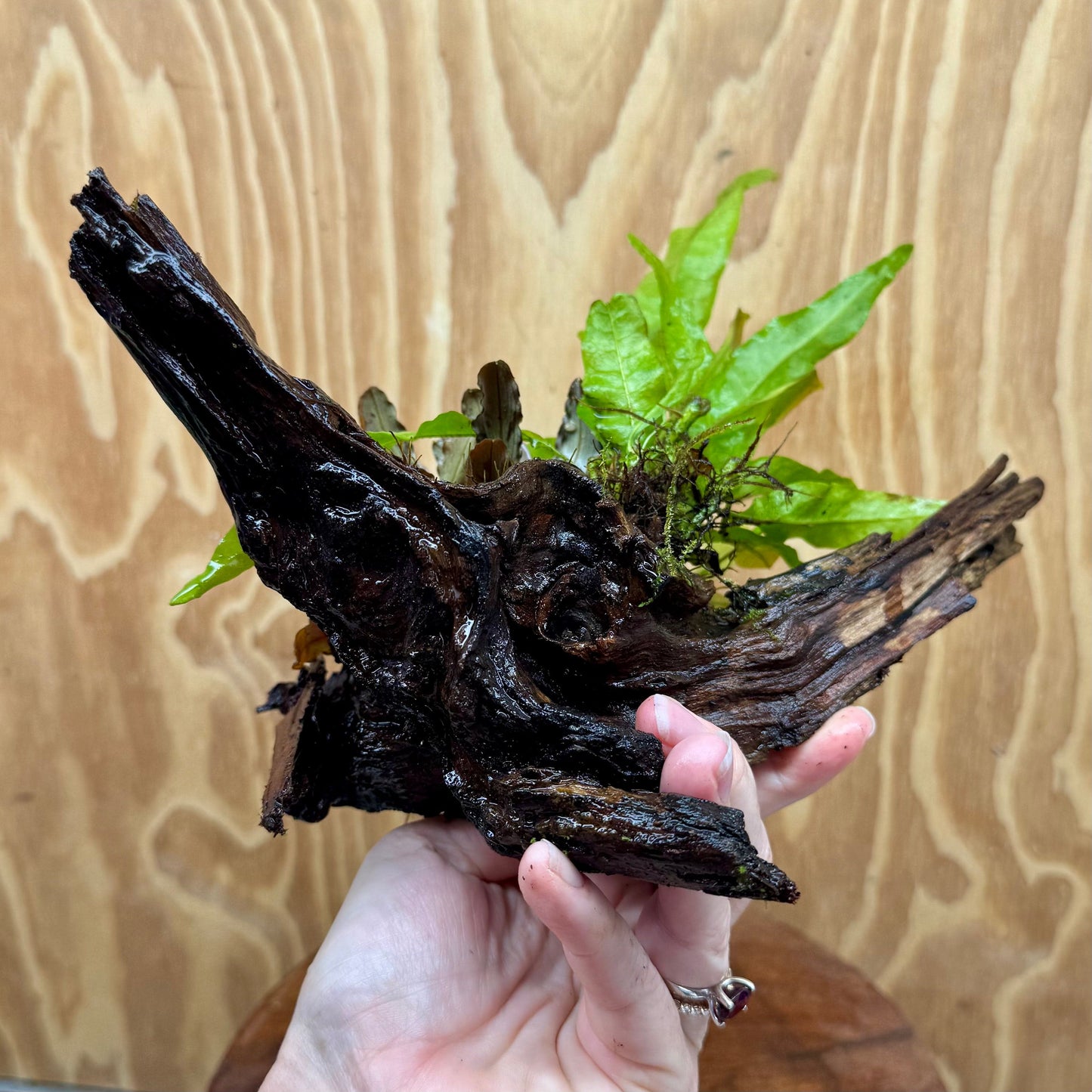 Scapeshop.com.au One Only Bucephalandra & Microsorum 'Indo'(Java Fern) Driftwood Creation - One Only - A Bucephalandra & Microsorum 'Indo'(Java Fern) Driftwood Creation - One Only - A