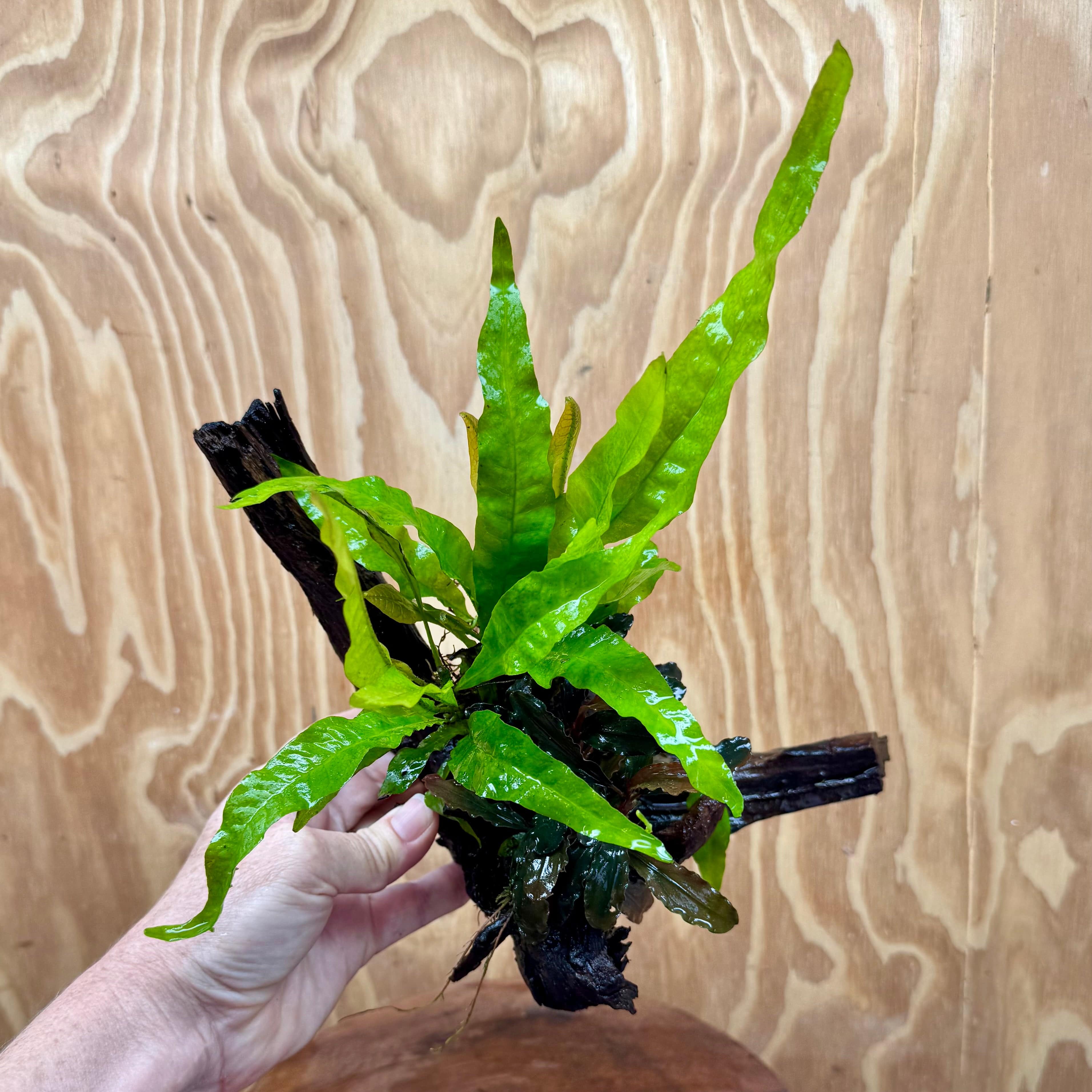 Scapeshop.com.au One Only Bucephalandra & Microsorum 'Indo'(Java Fern) Driftwood Creation - One Only - A Bucephalandra & Microsorum 'Indo'(Java Fern) Driftwood Creation - One Only - A