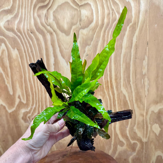 Scapeshop.com.au One Only Bucephalandra & Microsorum 'Indo'(Java Fern) Driftwood Creation - One Only - A Bucephalandra & Microsorum 'Indo'(Java Fern) Driftwood Creation - One Only - A