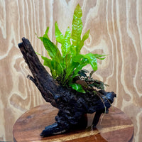 Scapeshop.com.au One Only Bucephalandra & Microsorum 'Indo'(Java Fern) Driftwood Creation - One Only - A Bucephalandra & Microsorum 'Indo'(Java Fern) Driftwood Creation - One Only - A