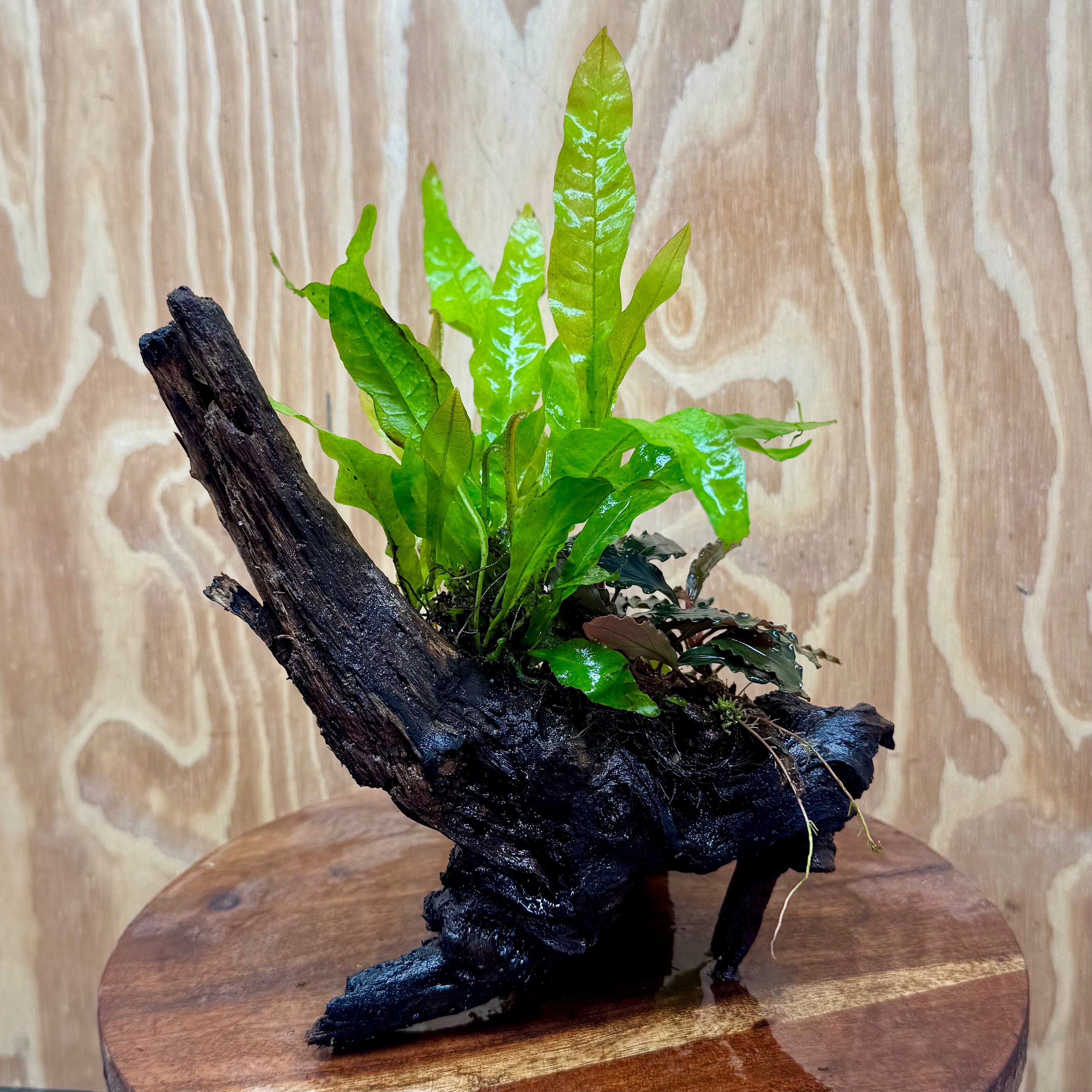 Scapeshop.com.au One Only Bucephalandra & Microsorum 'Indo'(Java Fern) Driftwood Creation - One Only - A Bucephalandra & Microsorum 'Indo'(Java Fern) Driftwood Creation - One Only - A