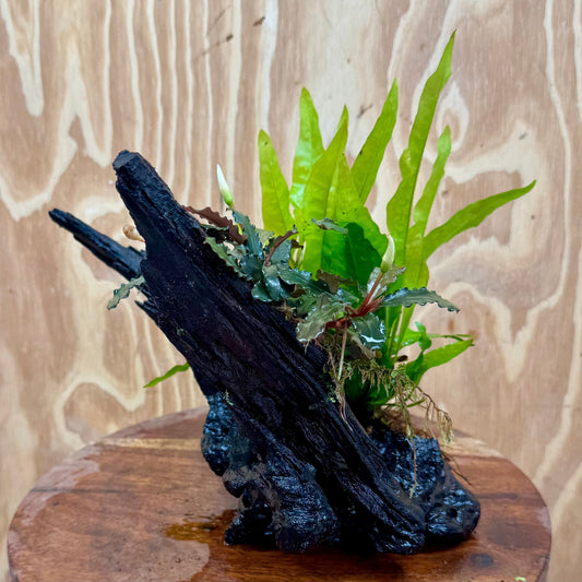 Scapeshop.com.au One Only Bucephalandra & Microsorum 'Indo'(Java Fern) Driftwood Creation - One Only - A Bucephalandra & Microsorum 'Indo'(Java Fern) Driftwood Creation - One Only - A