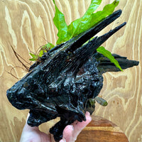 Scapeshop.com.au One Only Bucephalandra & Microsorum 'Indo'(Java Fern) Driftwood Creation - One Only - A Bucephalandra & Microsorum 'Indo'(Java Fern) Driftwood Creation - One Only - A