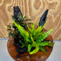 Scapeshop.com.au One Only Bucephalandra & Microsorum 'Indo'(Java Fern) Driftwood Creation - One Only - A Bucephalandra & Microsorum 'Indo'(Java Fern) Driftwood Creation - One Only - A