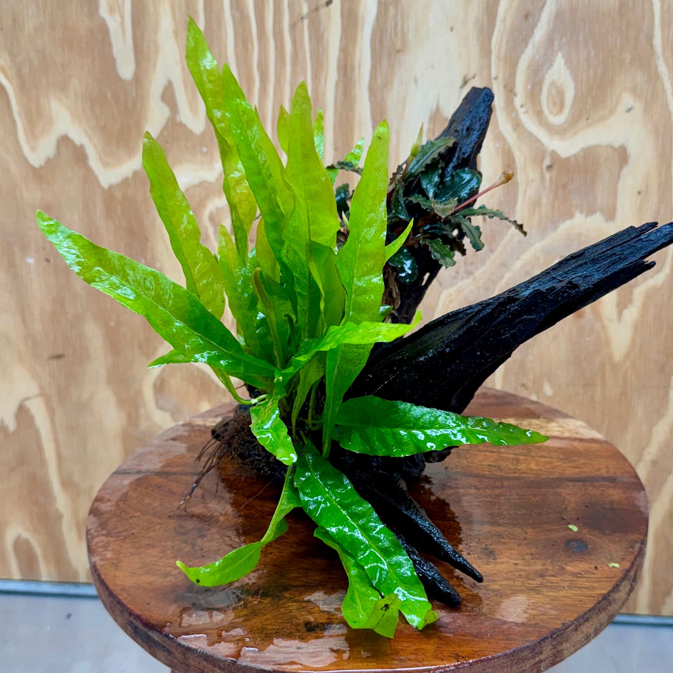 Scapeshop.com.au One Only Bucephalandra & Microsorum 'Indo'(Java Fern) Driftwood Creation - One Only - A Bucephalandra & Microsorum 'Indo'(Java Fern) Driftwood Creation - One Only - A