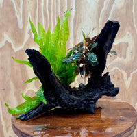 Scapeshop.com.au One Only Bucephalandra & Microsorum 'Indo'(Java Fern) Driftwood Creation - One Only - A Bucephalandra & Microsorum 'Indo'(Java Fern) Driftwood Creation - One Only - A