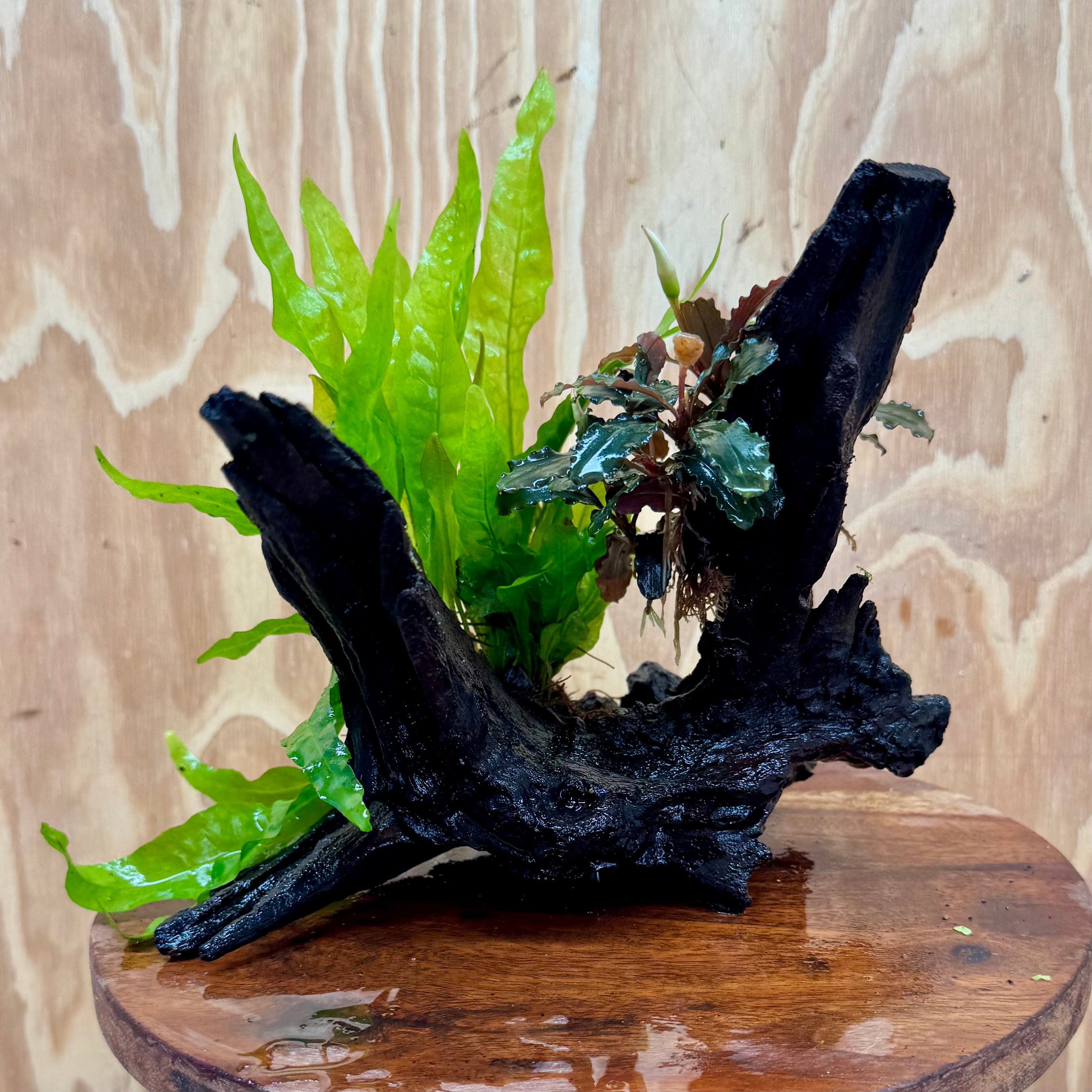 Scapeshop.com.au One Only Bucephalandra & Microsorum 'Indo'(Java Fern) Driftwood Creation - One Only - A Bucephalandra & Microsorum 'Indo'(Java Fern) Driftwood Creation - One Only - A