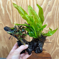 Scapeshop.com.au One Only Bucephalandra & Microsorum 'Indo'(Java Fern) Driftwood Creation - One Only - A Bucephalandra & Microsorum 'Indo'(Java Fern) Driftwood Creation - One Only - A