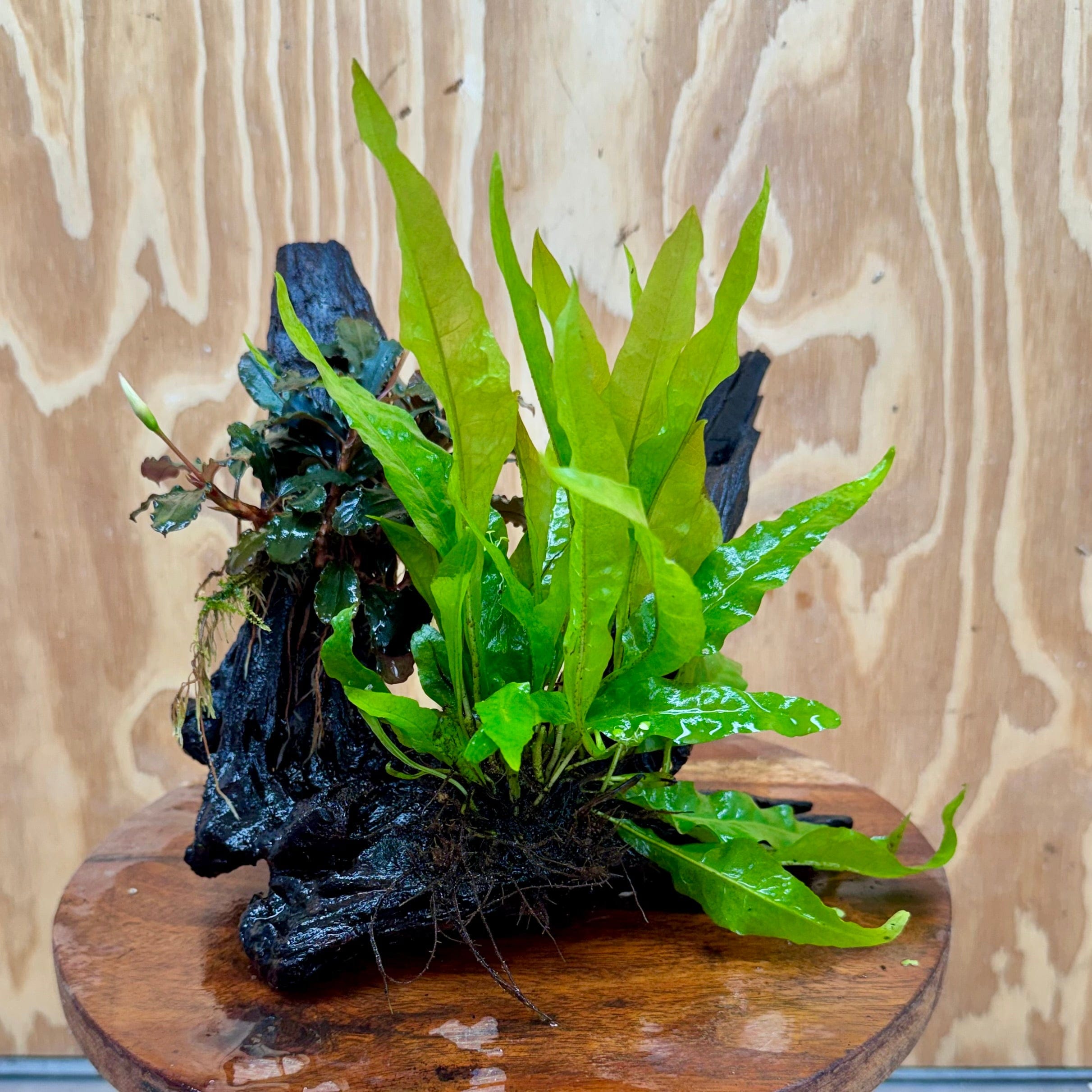 Java Fern Indo Bucephalandra & Microsorum 'Indo'(Java Fern) Driftwood Creation - One ...