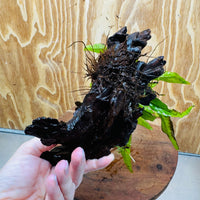 Scapeshop.com.au One Only Bucephalandra & Microsorum 'Indo'(Java Fern) Driftwood Creation - One Only - A Bucephalandra & Microsorum 'Indo'(Java Fern) Driftwood Creation - One Only - A