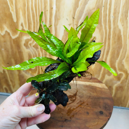 Scapeshop.com.au One Only Bucephalandra & Microsorum 'Indo'(Java Fern) Driftwood Creation - One Only - A Bucephalandra & Microsorum 'Indo'(Java Fern) Driftwood Creation - One Only - A