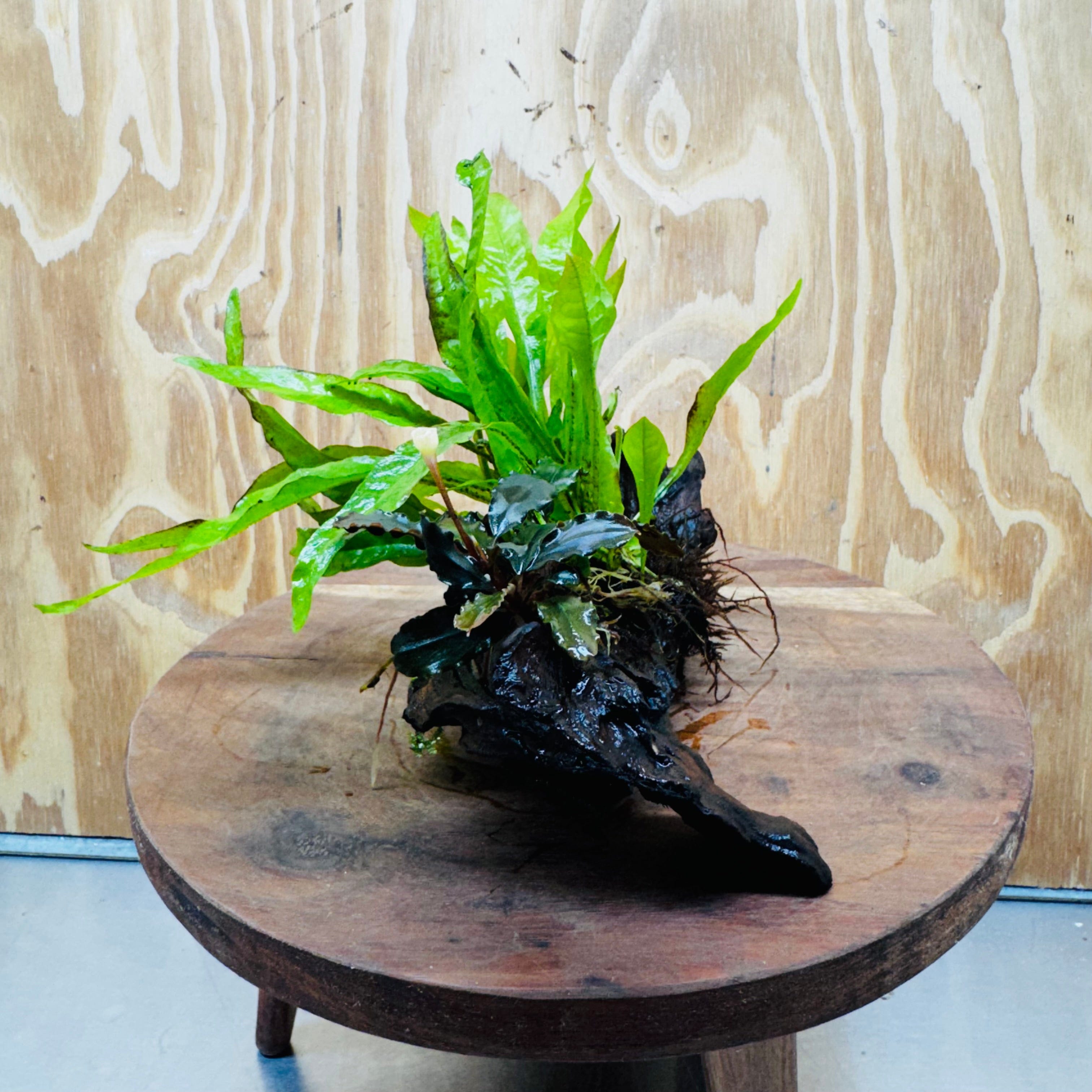 Scapeshop.com.au One Only Bucephalandra & Microsorum 'Indo'(Java Fern) Driftwood Creation - One Only - A Bucephalandra & Microsorum 'Indo'(Java Fern) Driftwood Creation - One Only - A