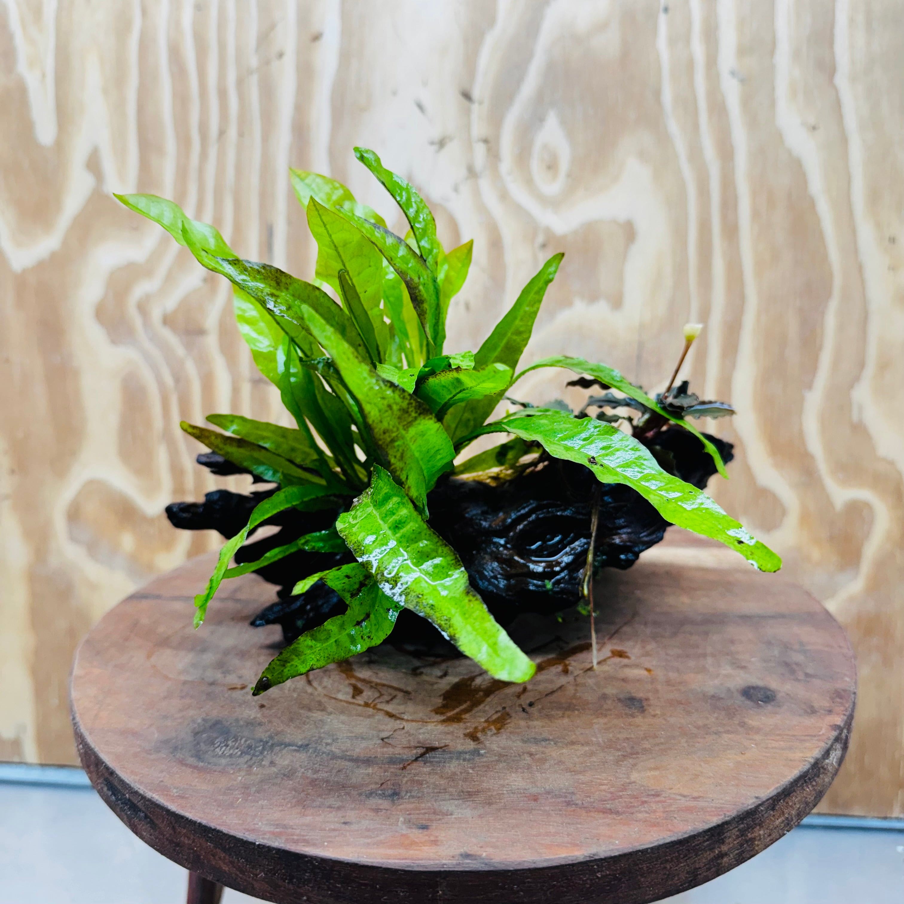 Scapeshop.com.au One Only Bucephalandra & Microsorum 'Indo'(Java Fern) Driftwood Creation - One Only - A Bucephalandra & Microsorum 'Indo'(Java Fern) Driftwood Creation - One Only - A