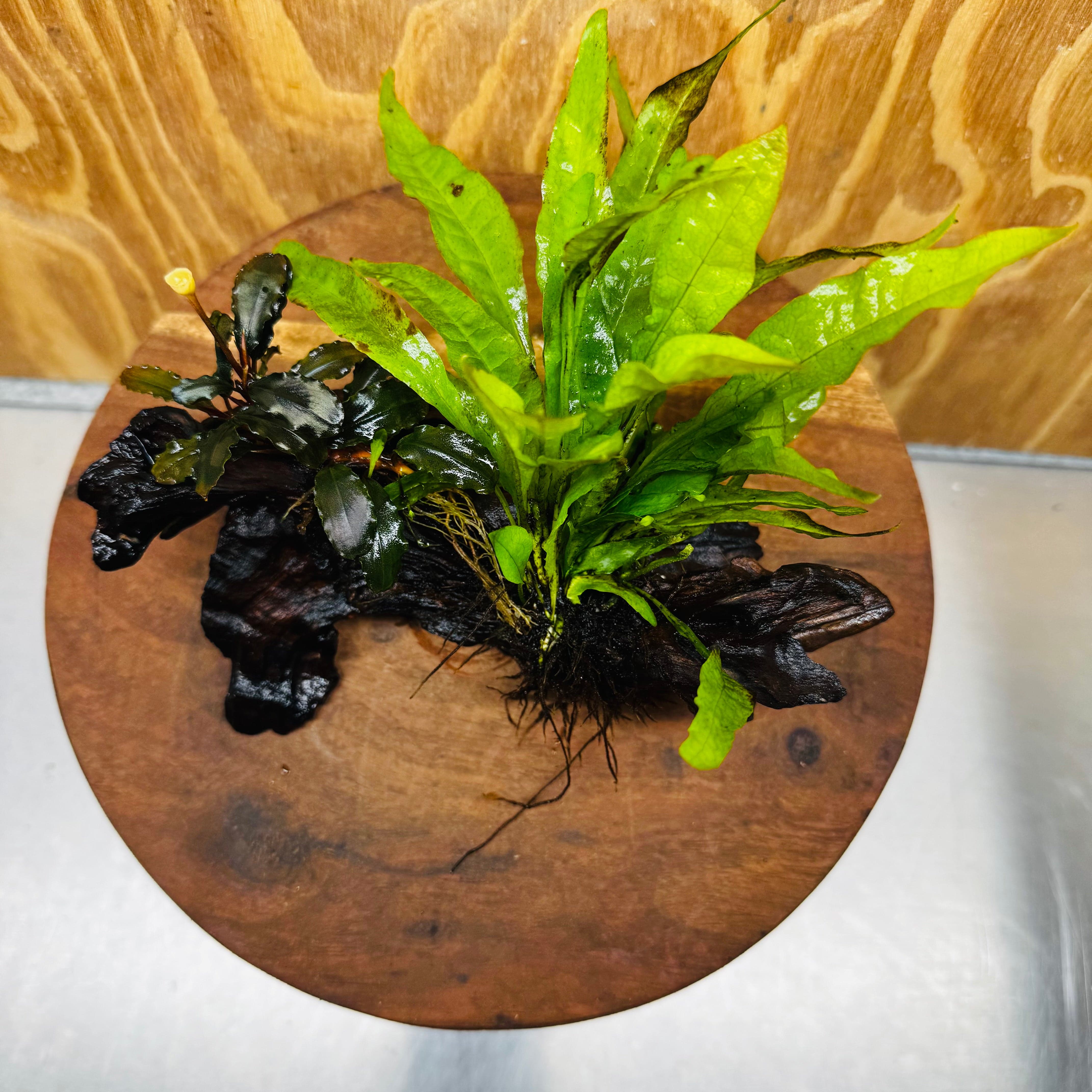 Scapeshop.com.au One Only Bucephalandra & Microsorum 'Indo'(Java Fern) Driftwood Creation - One Only - A Bucephalandra & Microsorum 'Indo'(Java Fern) Driftwood Creation - One Only - A