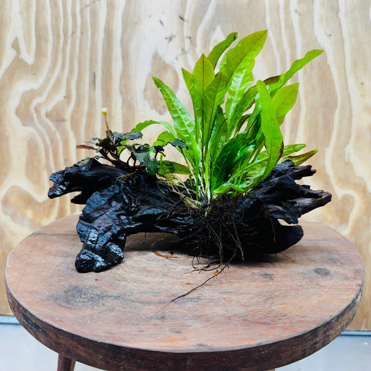 Scapeshop.com.au One Only Bucephalandra & Microsorum 'Indo'(Java Fern) Driftwood Creation - One Only - A Bucephalandra & Microsorum 'Indo'(Java Fern) Driftwood Creation - One Only - A
