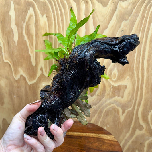 Scapeshop.com.au One Only Bucephalandra & Microsorum 'Indo'(Java Fern) Driftwood Creation - One Only - Amazing Bucephalandra & Microsorum 'Indo'(Java Fern) Driftwood Creation - One Only - Amazing