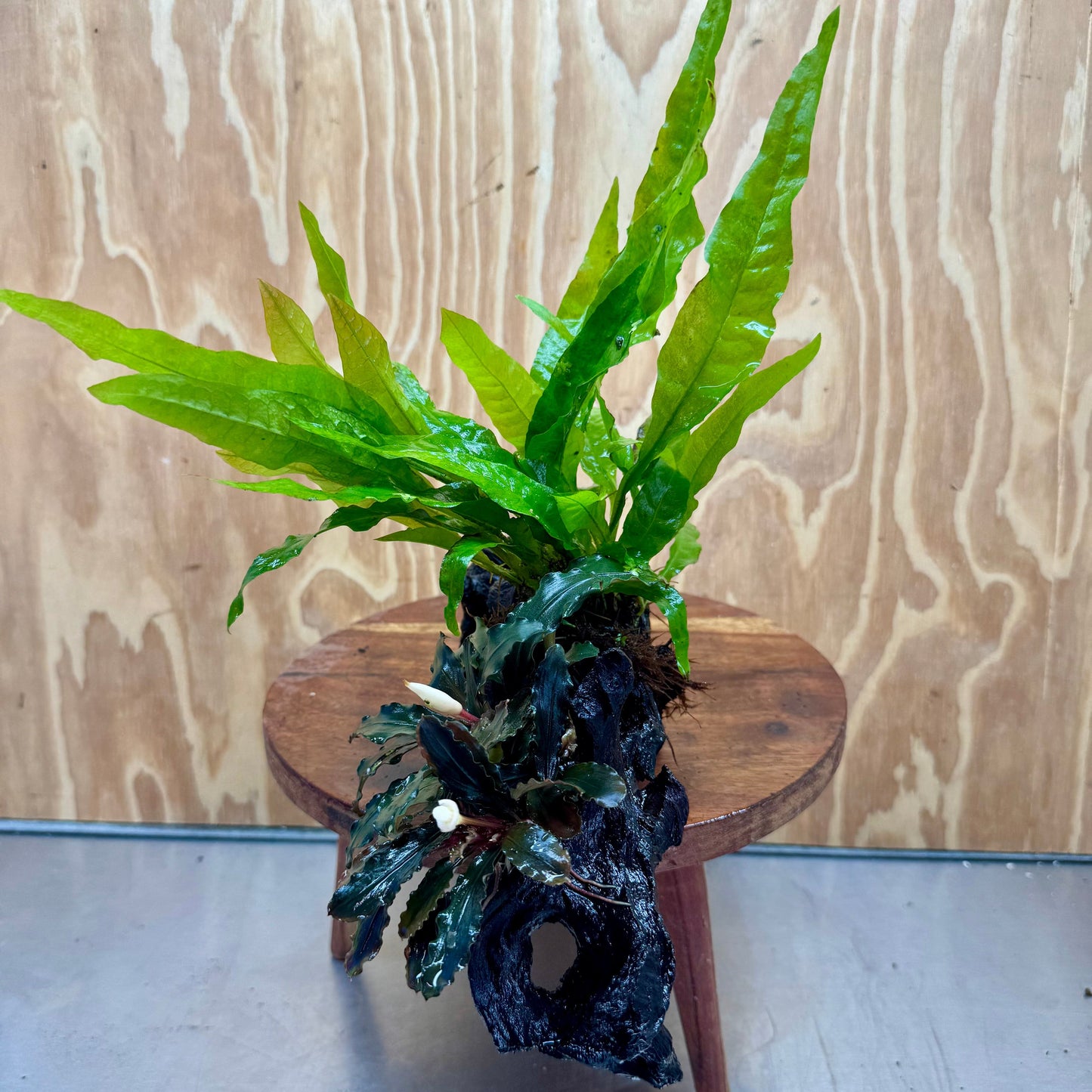 Scapeshop.com.au One Only Bucephalandra & Microsorum 'Indo'(Java Fern) Driftwood Creation - One Only - Amazing Bucephalandra & Microsorum 'Indo'(Java Fern) Driftwood Creation - One Only - Amazing