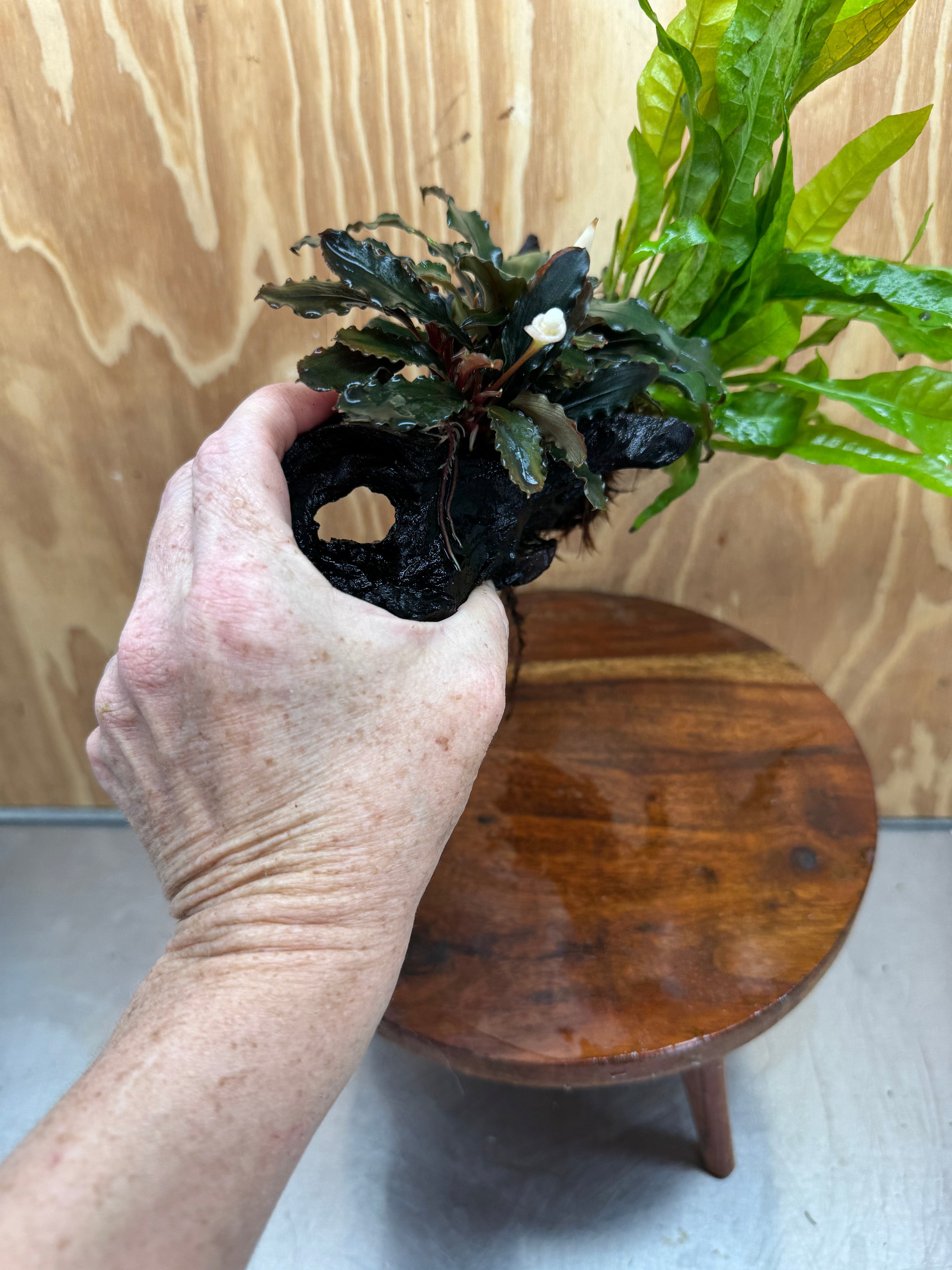 Scapeshop.com.au One Only Bucephalandra & Microsorum 'Indo'(Java Fern) Driftwood Creation - One Only - Amazing Bucephalandra & Microsorum 'Indo'(Java Fern) Driftwood Creation - One Only - Amazing