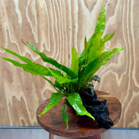 Scapeshop.com.au One Only Bucephalandra & Microsorum 'Indo'(Java Fern) Driftwood Creation - One Only - Amazing Bucephalandra & Microsorum 'Indo'(Java Fern) Driftwood Creation - One Only - Amazing