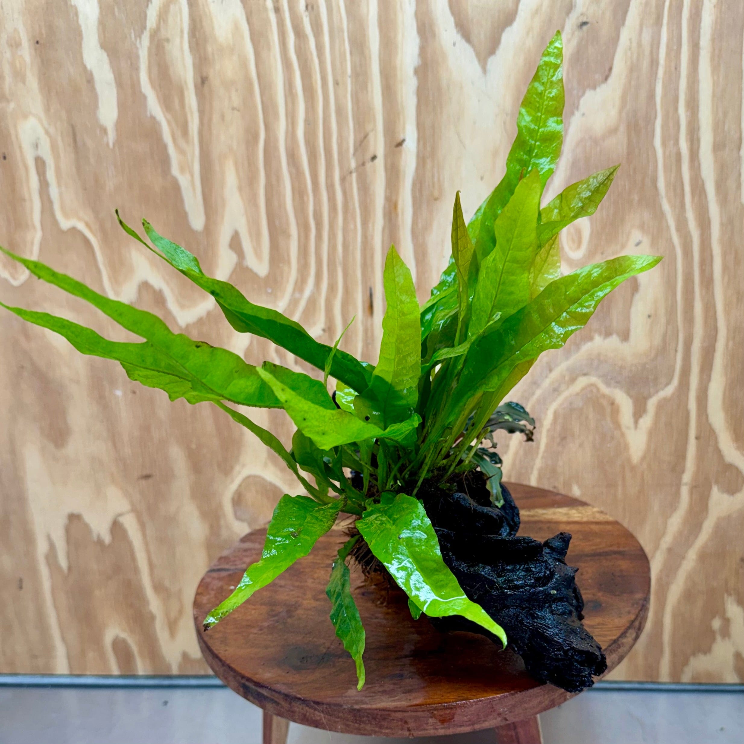 Scapeshop.com.au One Only Bucephalandra & Microsorum 'Indo'(Java Fern) Driftwood Creation - One Only - Amazing Bucephalandra & Microsorum 'Indo'(Java Fern) Driftwood Creation - One Only - Amazing