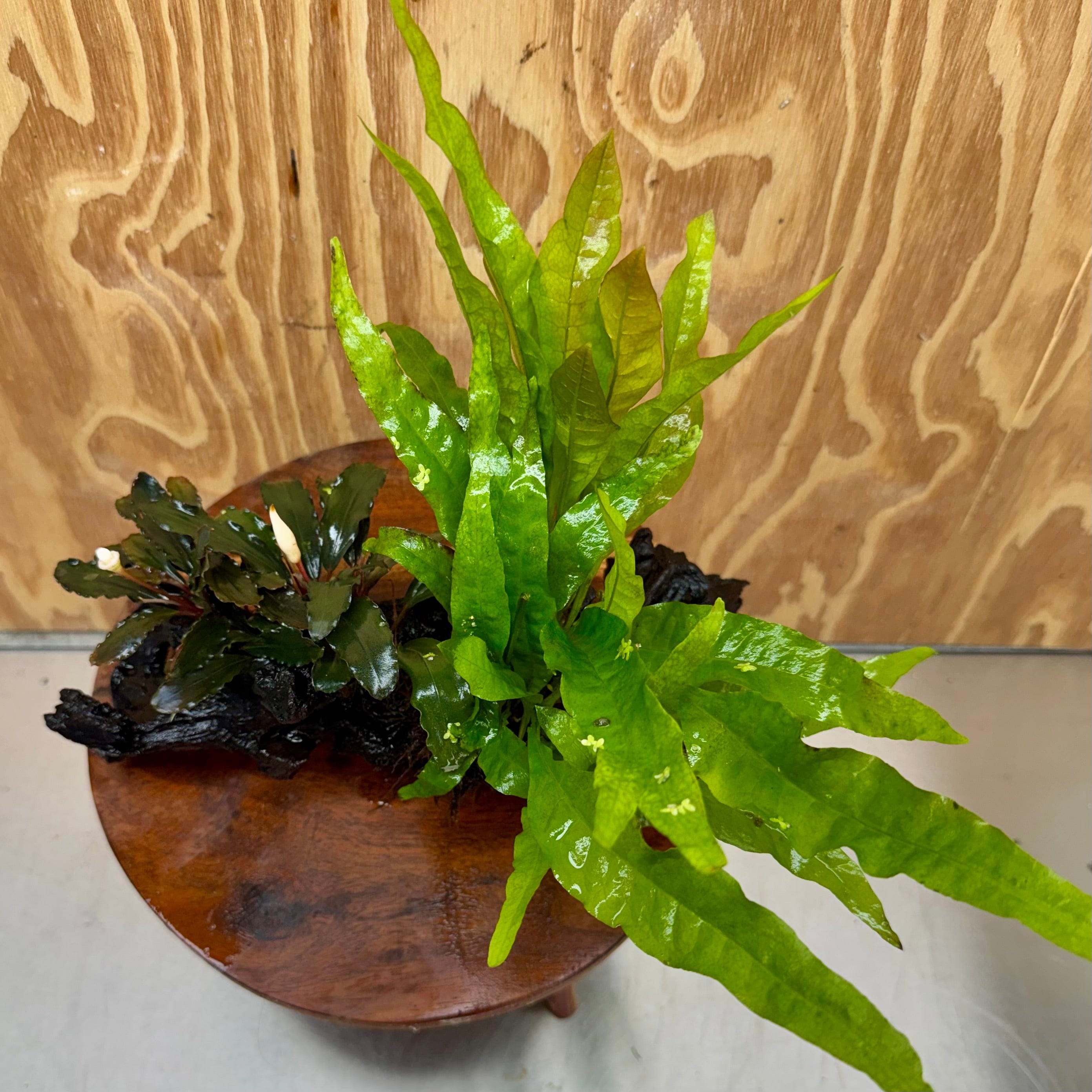 Scapeshop.com.au One Only Bucephalandra & Microsorum 'Indo'(Java Fern) Driftwood Creation - One Only - Amazing Bucephalandra & Microsorum 'Indo'(Java Fern) Driftwood Creation - One Only - Amazing
