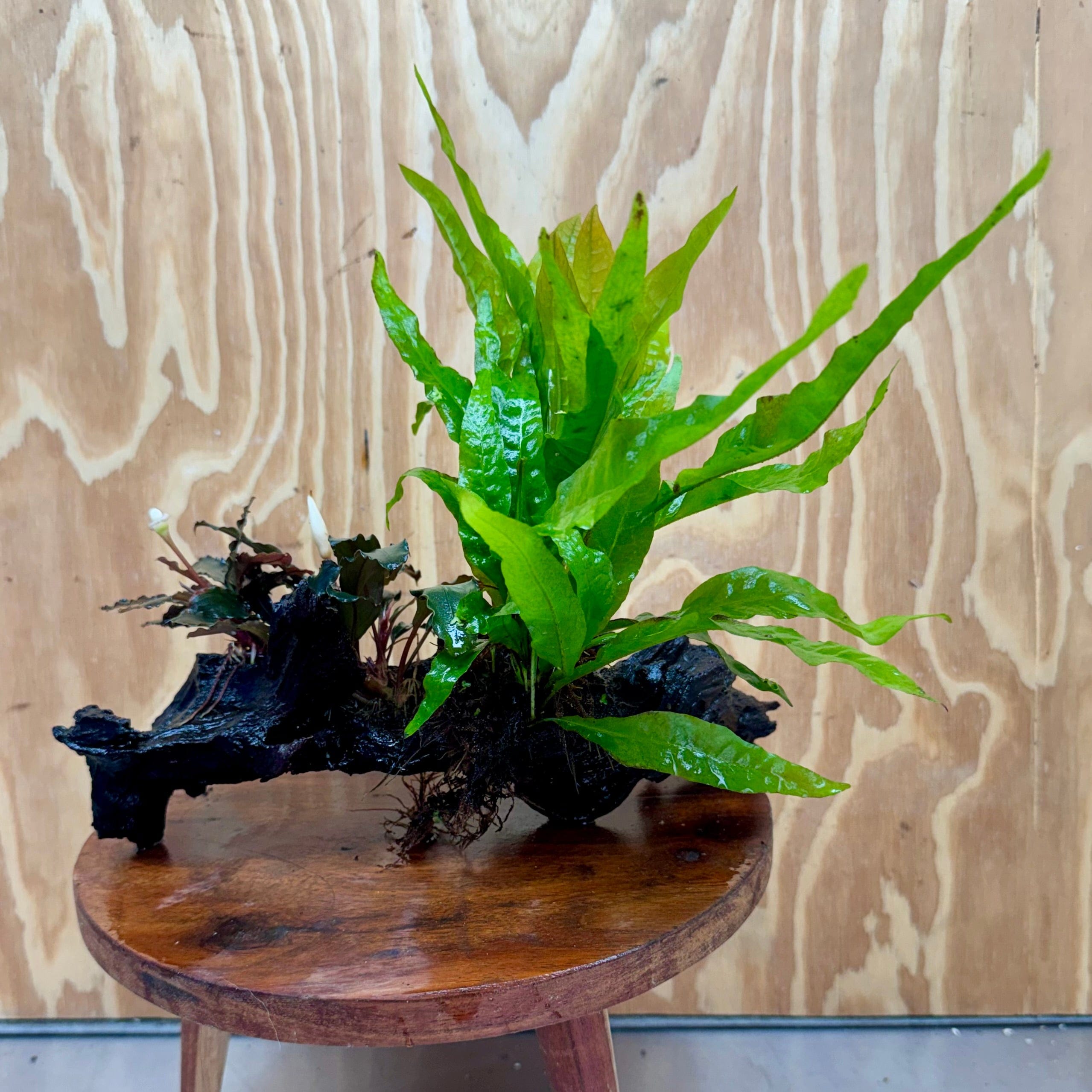 Scapeshop.com.au One Only Bucephalandra & Microsorum 'Indo'(Java Fern) Driftwood Creation - One Only - Amazing Bucephalandra & Microsorum 'Indo'(Java Fern) Driftwood Creation - One Only - Amazing