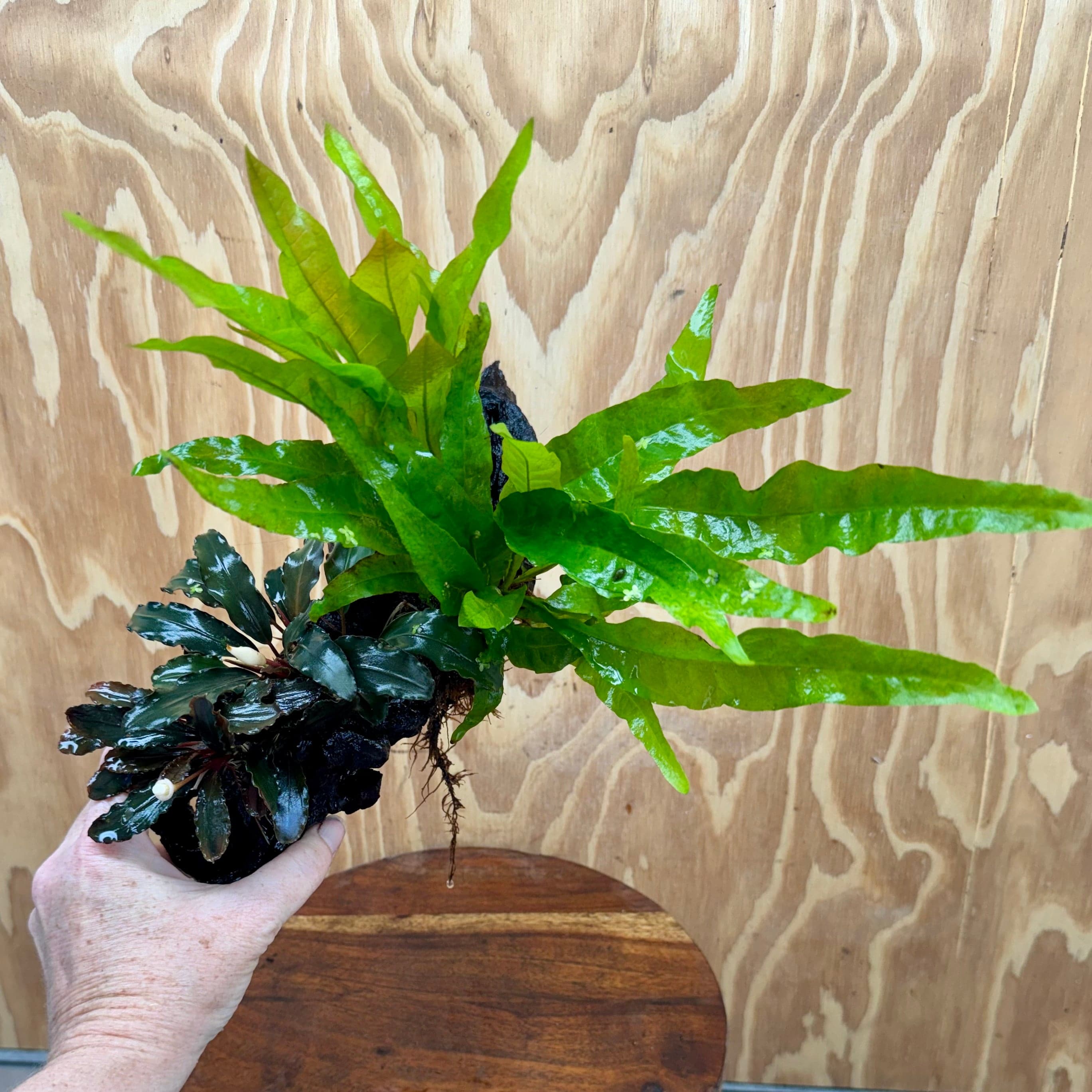 Scapeshop.com.au One Only Bucephalandra & Microsorum 'Indo'(Java Fern) Driftwood Creation - One Only - Amazing Bucephalandra & Microsorum 'Indo'(Java Fern) Driftwood Creation - One Only - Amazing