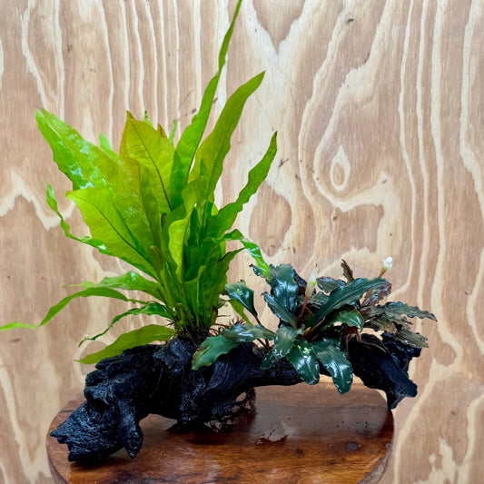 Scapeshop.com.au One Only Bucephalandra & Microsorum 'Indo'(Java Fern) Driftwood Creation - One Only - Amazing Bucephalandra & Microsorum 'Indo'(Java Fern) Driftwood Creation - One Only - Amazing