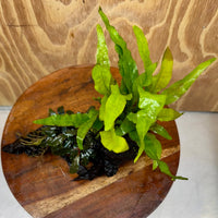 Scapeshop.com.au One Only Bucephalandra & Microsorum 'Indo'(Java Fern) Driftwood Creation - One Only - B Bucephalandra & Microsorum 'Indo'(Java Fern) Driftwood Creation - One Only - B