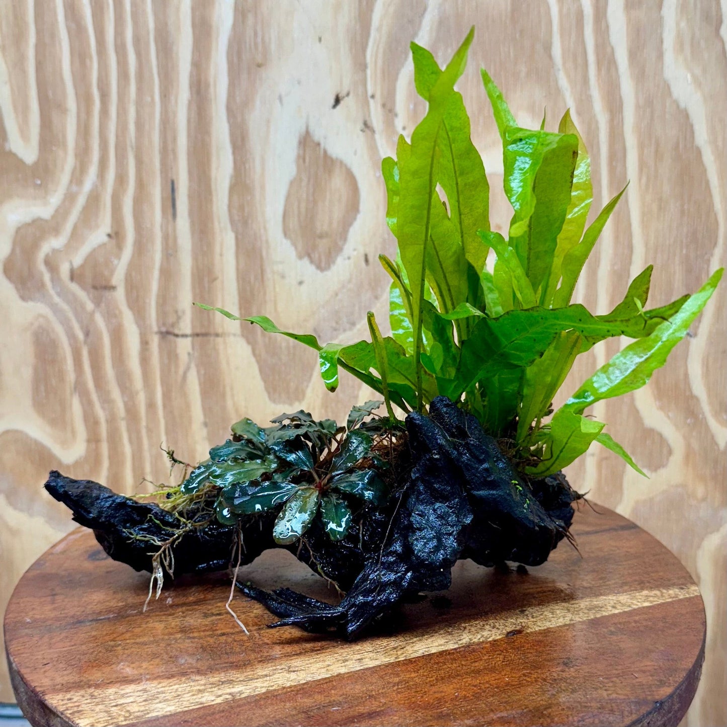 Scapeshop.com.au One Only Bucephalandra & Microsorum 'Indo'(Java Fern) Driftwood Creation - One Only - B Bucephalandra & Microsorum 'Indo'(Java Fern) Driftwood Creation - One Only - B