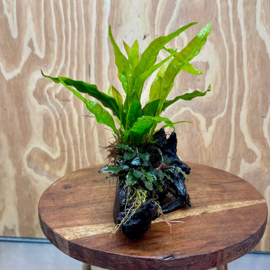 Scapeshop.com.au One Only Bucephalandra & Microsorum 'Indo'(Java Fern) Driftwood Creation - One Only - B Bucephalandra & Microsorum 'Indo'(Java Fern) Driftwood Creation - One Only - B
