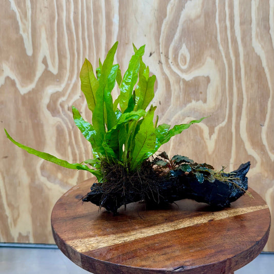 Scapeshop.com.au One Only Bucephalandra & Microsorum 'Indo'(Java Fern) Driftwood Creation - One Only - B Bucephalandra & Microsorum 'Indo'(Java Fern) Driftwood Creation - One Only - B