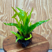 Scapeshop.com.au One Only Bucephalandra & Microsorum 'Indo'(Java Fern) Driftwood Creation - One Only - B Bucephalandra & Microsorum 'Indo'(Java Fern) Driftwood Creation - One Only - B