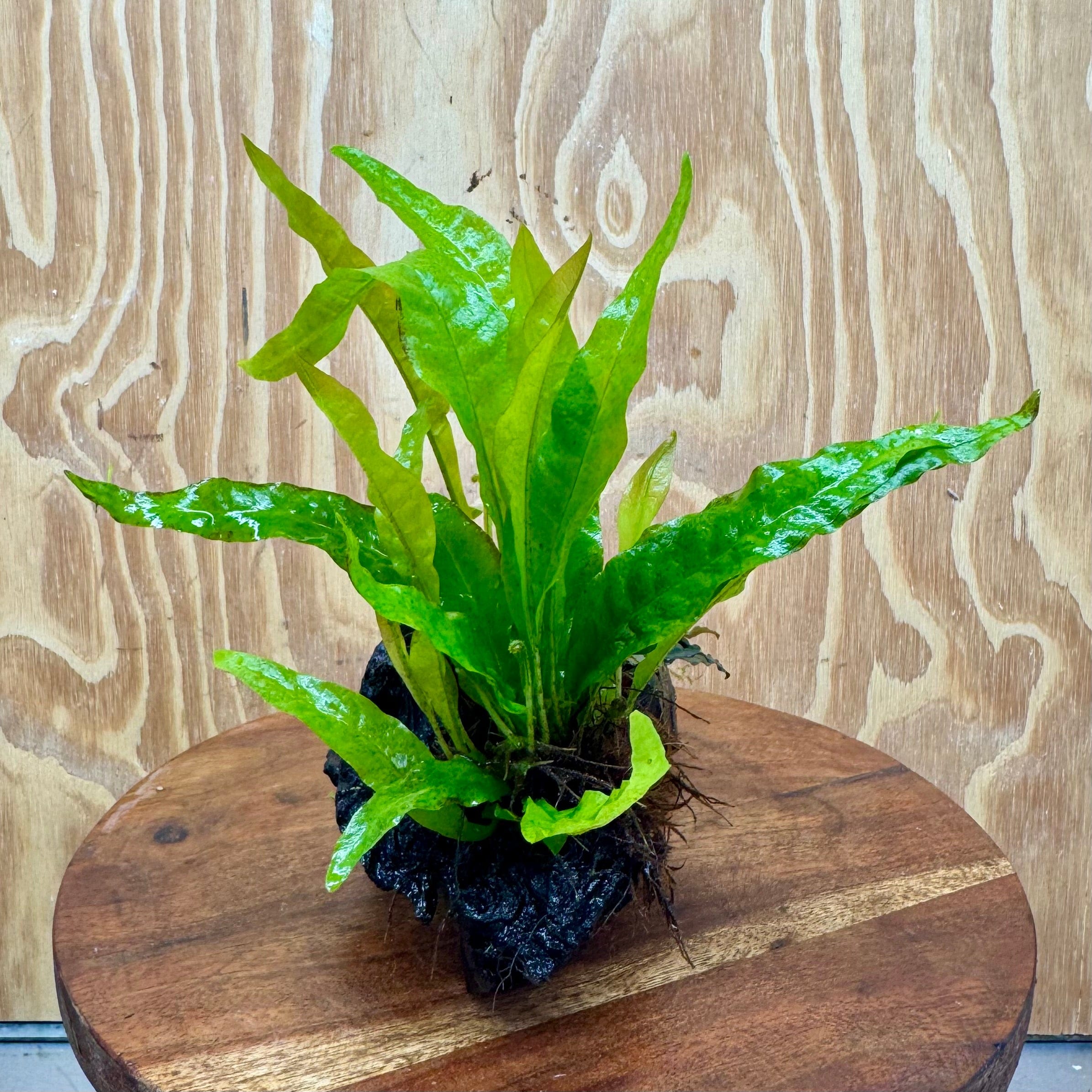 Scapeshop.com.au One Only Bucephalandra & Microsorum 'Indo'(Java Fern) Driftwood Creation - One Only - B Bucephalandra & Microsorum 'Indo'(Java Fern) Driftwood Creation - One Only - B