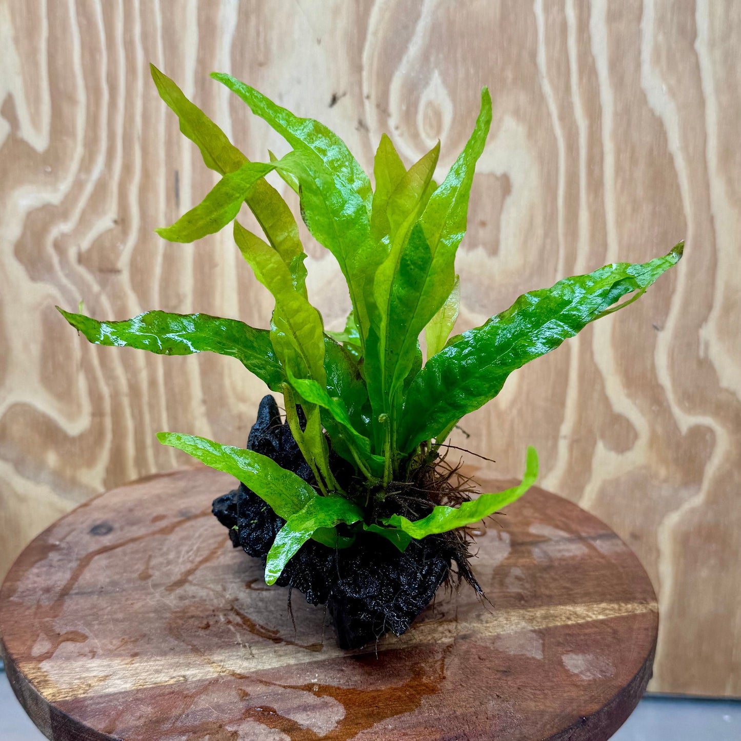 Scapeshop.com.au One Only Bucephalandra & Microsorum 'Indo'(Java Fern) Driftwood Creation - One Only - B Bucephalandra & Microsorum 'Indo'(Java Fern) Driftwood Creation - One Only - B