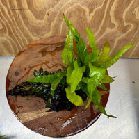 Scapeshop.com.au One Only Bucephalandra & Microsorum 'Indo'(Java Fern) Driftwood Creation - One Only - B Bucephalandra & Microsorum 'Indo'(Java Fern) Driftwood Creation - One Only - B