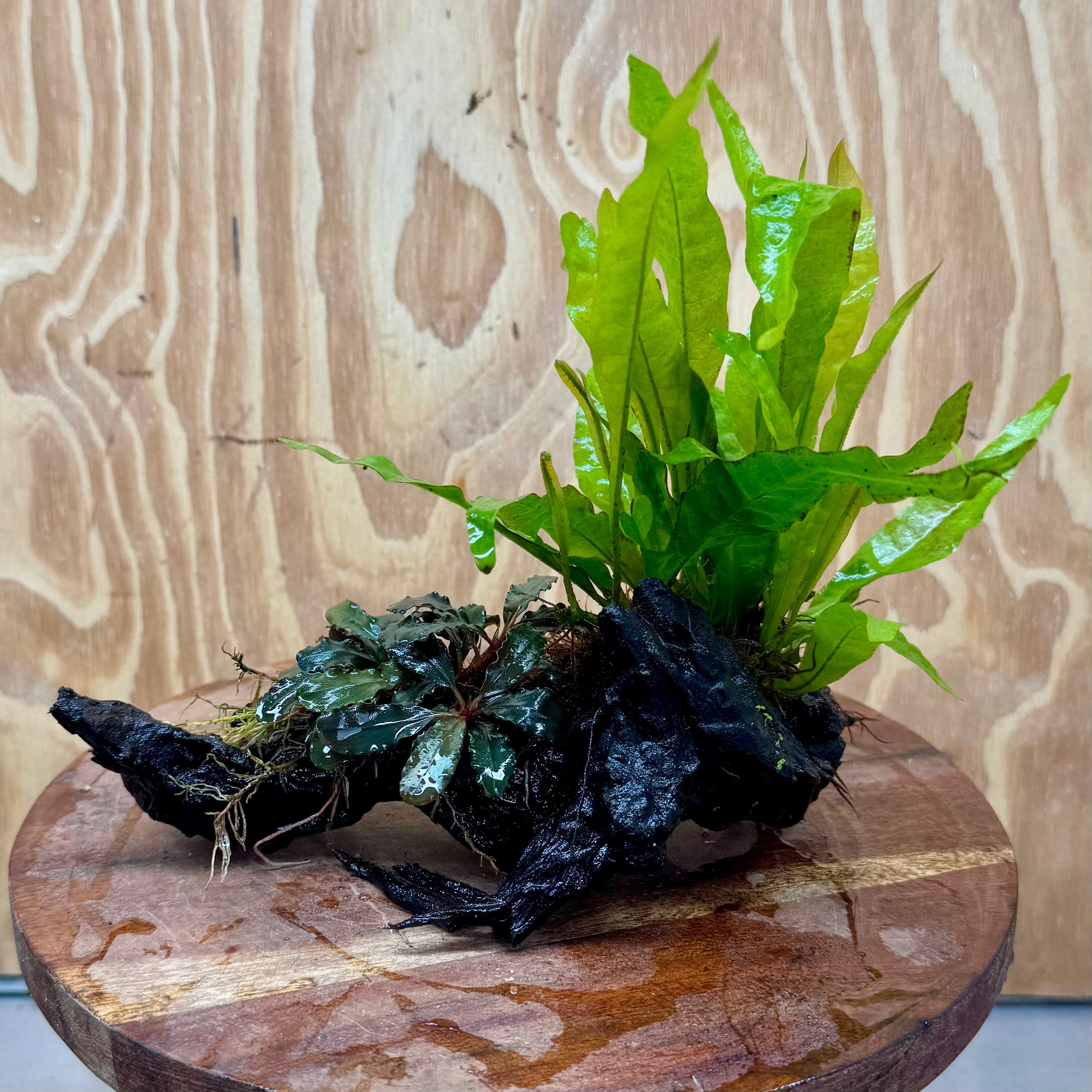 Scapeshop.com.au One Only Bucephalandra & Microsorum 'Indo'(Java Fern) Driftwood Creation - One Only - B Bucephalandra & Microsorum 'Indo'(Java Fern) Driftwood Creation - One Only - B