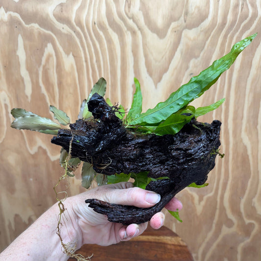 Scapeshop.com.au One Only Bucephalandra & Microsorum 'Indo'(Java Fern) Driftwood Creation - One Only - Fantastic Bucephalandra & Microsorum 'Indo'(Java Fern) Driftwood Creation - One Only - Fantastic