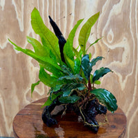 Scapeshop.com.au One Only Bucephalandra & Microsorum 'Indo'(Java Fern) Driftwood Creation - One Only - Fantastic Bucephalandra & Microsorum 'Indo'(Java Fern) Driftwood Creation - One Only - Fantastic
