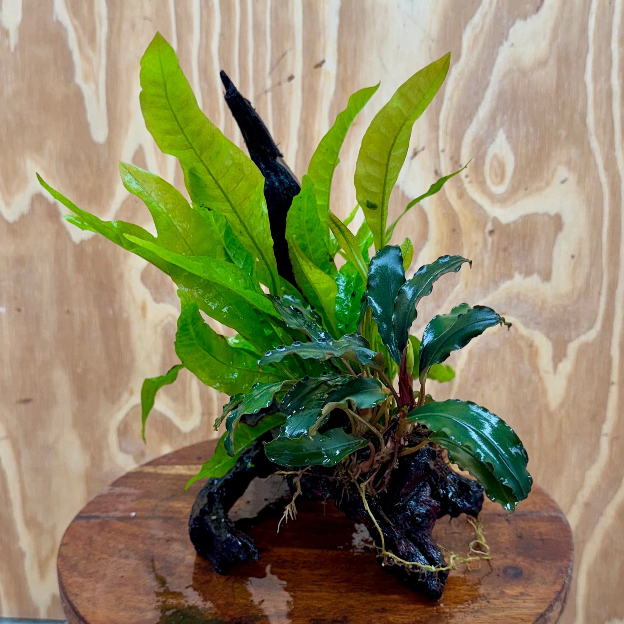 Scapeshop.com.au One Only Bucephalandra & Microsorum 'Indo'(Java Fern) Driftwood Creation - One Only - Fantastic Bucephalandra & Microsorum 'Indo'(Java Fern) Driftwood Creation - One Only - Fantastic