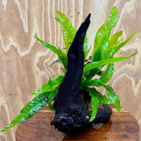 Scapeshop.com.au One Only Bucephalandra & Microsorum 'Indo'(Java Fern) Driftwood Creation - One Only - Fantastic Bucephalandra & Microsorum 'Indo'(Java Fern) Driftwood Creation - One Only - Fantastic