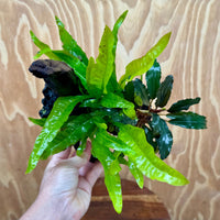 Scapeshop.com.au One Only Bucephalandra & Microsorum 'Indo'(Java Fern) Driftwood Creation - One Only - Fantastic Bucephalandra & Microsorum 'Indo'(Java Fern) Driftwood Creation - One Only - Fantastic