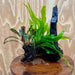 Scapeshop.com.au One Only Bucephalandra & Microsorum 'Indo'(Java Fern) Driftwood Creation - One Only - Fantastic Bucephalandra & Microsorum 'Indo'(Java Fern) Driftwood Creation - One Only - Fantastic