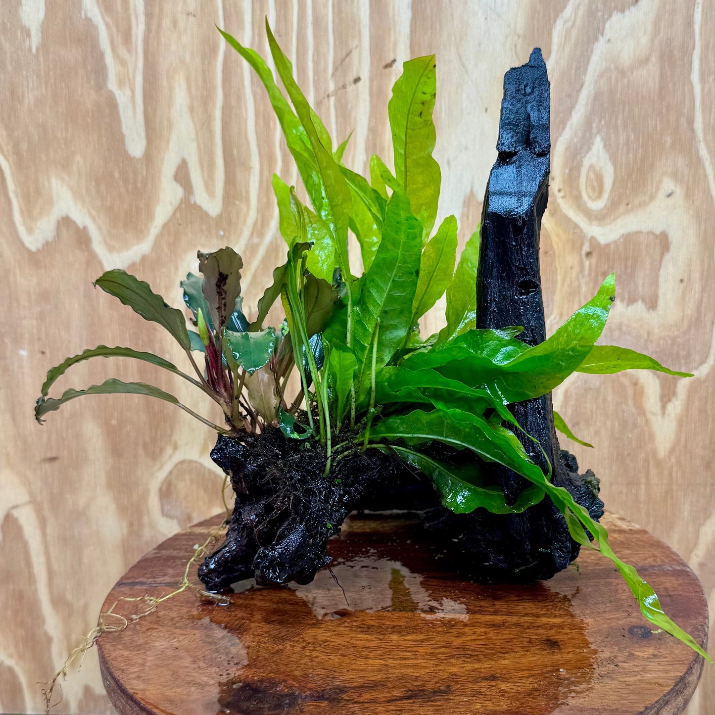 Scapeshop.com.au One Only Bucephalandra & Microsorum 'Indo'(Java Fern) Driftwood Creation - One Only - Fantastic Bucephalandra & Microsorum 'Indo'(Java Fern) Driftwood Creation - One Only - Fantastic